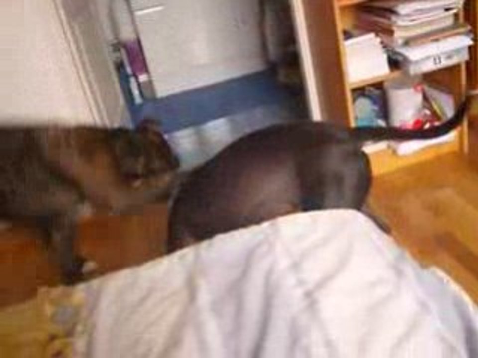 amstaff/staff molosse