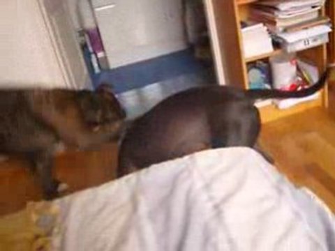 amstaff/staff molosse