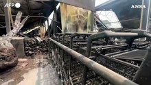 Francia, incendio a Biscarrosse: cavalli in fuga spaventati dal rogo
