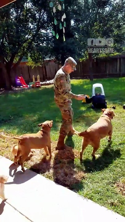 The loyal dogs can't contain their excitement when the soldier comes home