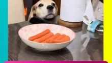 Lomito aprovecha descuido de la familia se come la cena