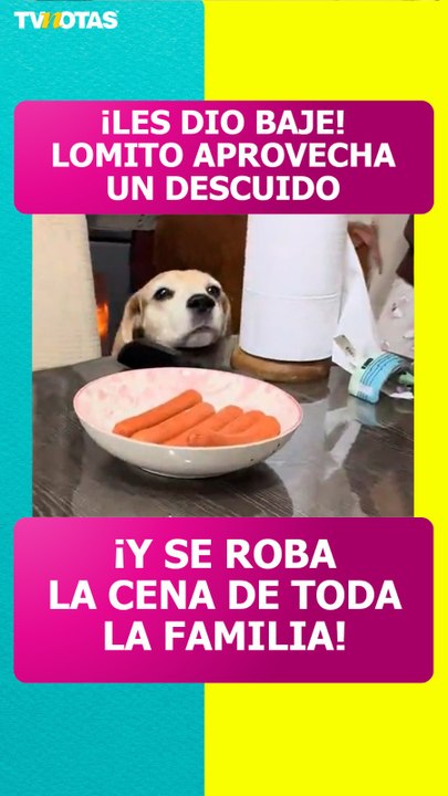 Lomito aprovecha descuido de la familia se come la cena