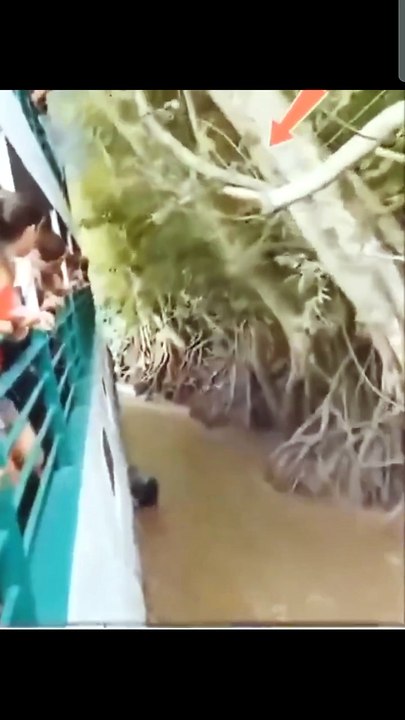 (Short): Amazing mangrove forest river tour! 🤩👇