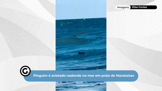 Pinguim é avistado nadando no mar em praia de Marataízes