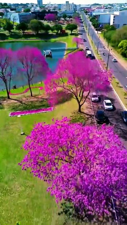 Lago Aratimbó encanta com florada dos ipês-rosa e vídeo alcança quase 190 mil visualizações