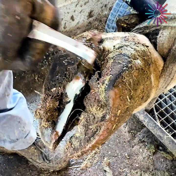 The ultimate hoof restoration process