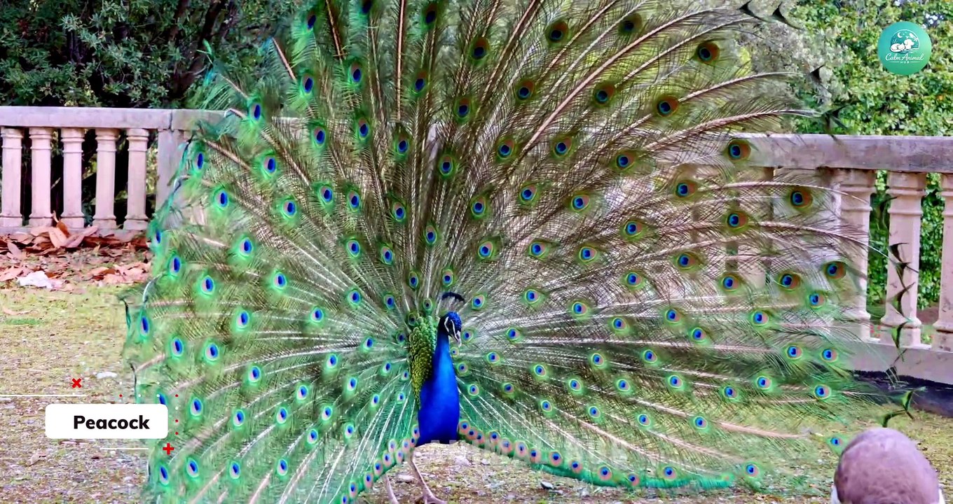 50 Exotic Animals Rare, Cute & Unbelievable Creatures Compilation