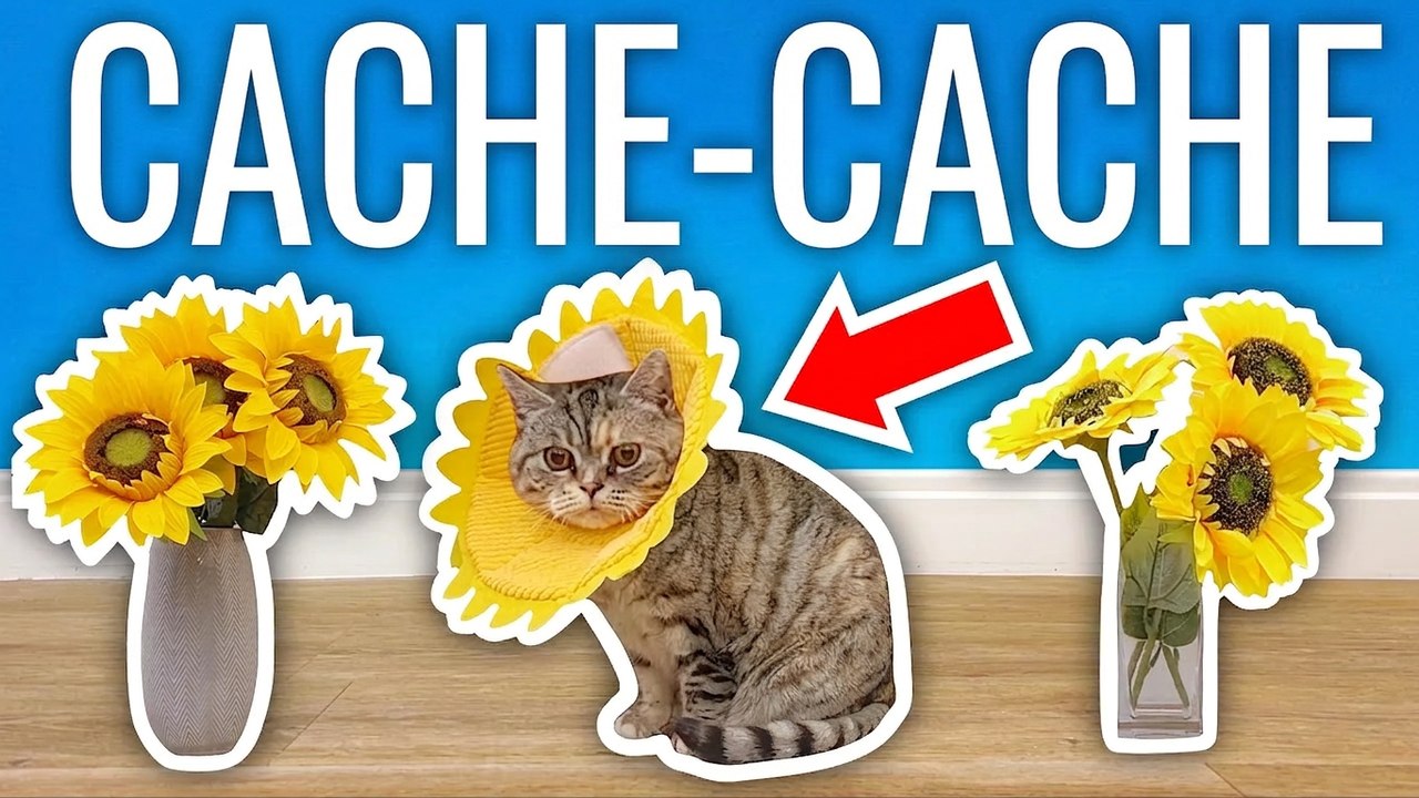 Cache-cache extrême avec des chats : relèveras-tu le défi ?
