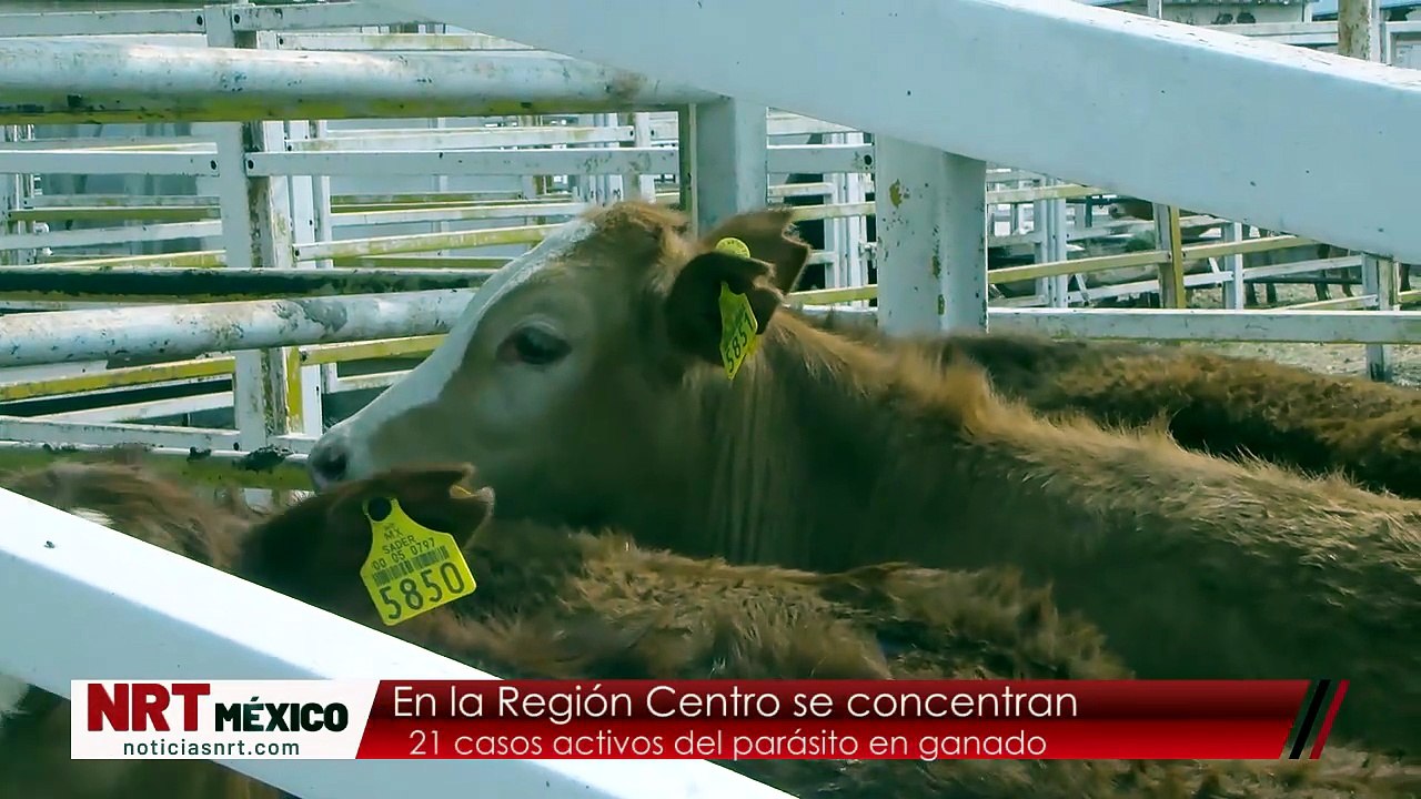 Senasica reporta 52 casos activos de gusano barrenador en Coahuila