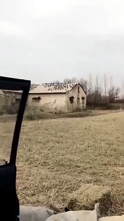 Pigeon hunting with airgun
