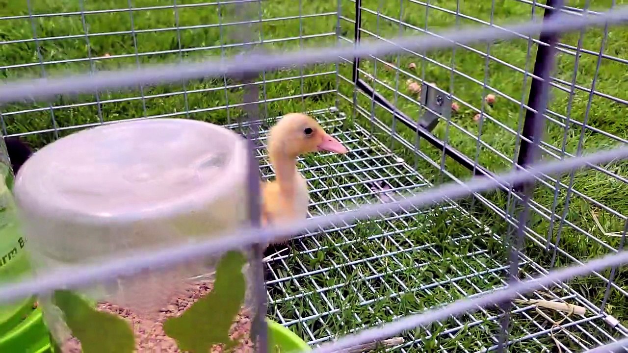 Dick Van Duck does his best to avoid the paparazzi to eat lunch in peace. | #SparklegleamFarm #MTM #MaryTylerMolt #DVD #DickVanDuck #farm #ducks #farmanimals #soft #cute