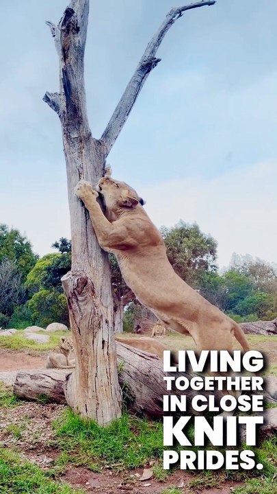 Amazing Big Cat Facts: Lions, Tigers, Leopards & Cheetahs 🐆