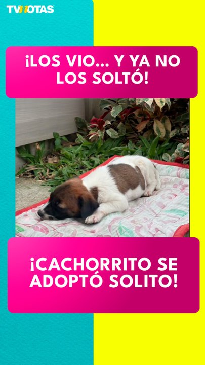 ¡Los vio y ya no los soltó! Cachorrito eligió a su familia y enterneció las redes