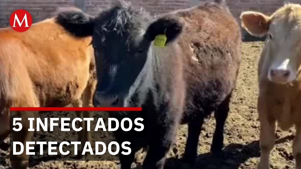 Gusano barrenador llega a Chihuahua: confirman 5 casos en diferentes municipios