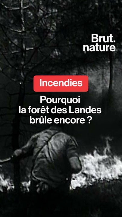 Pourquoi la forêt des Landes brûle encore ?