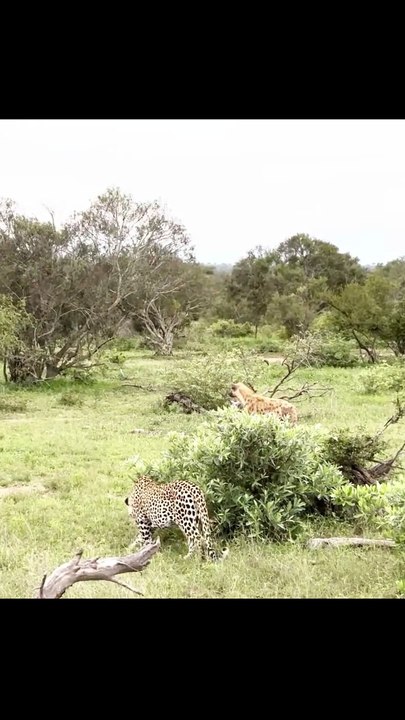 Breathtaking Safari Video Of A Spotted Hyena Stealing Prey And Forcing Leopard Up A Tree
