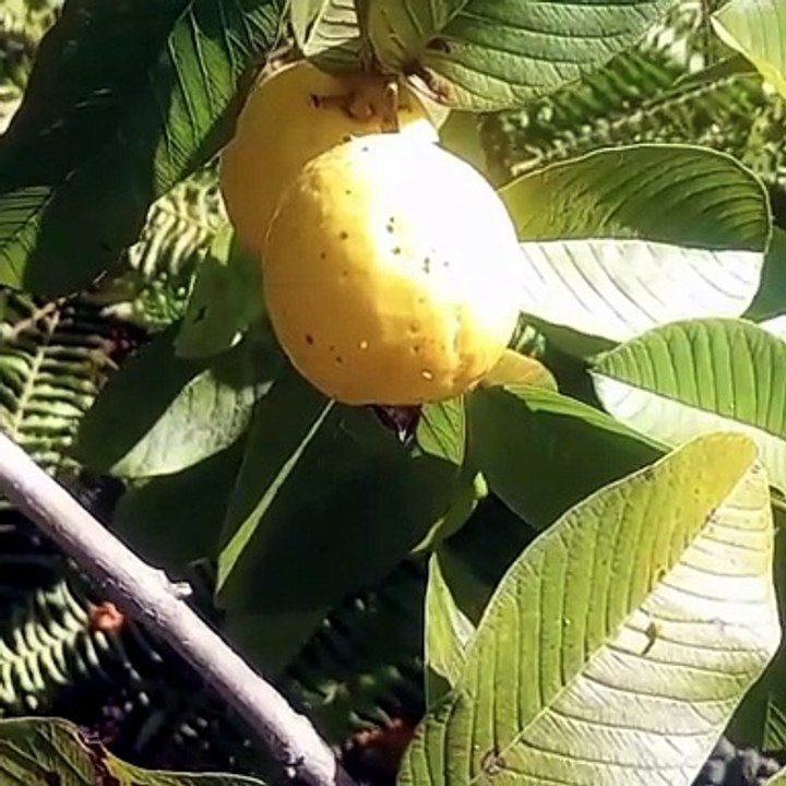 Yellow Guava Fruit Seed,Rare Seed Professional Pack, tasty organic fruits