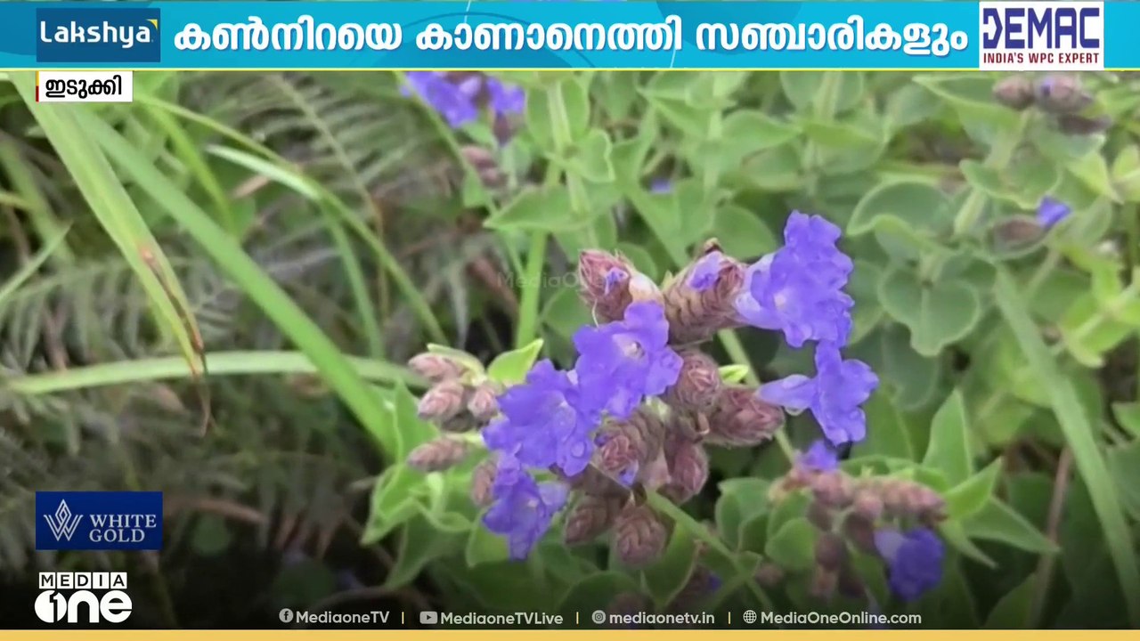 നീലയുടുപ്പിട്ട് മിടുക്കിയായി ഇടുക്കി; മലനിരകളിൽ പൂത്തൊരുങ്ങി മേട്ടുക്കുറിഞ്ഞി;സുന്ദരം കല്യാണത്തണ്ട്
