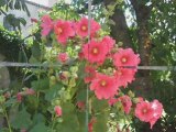 Fleurs de mon jardin