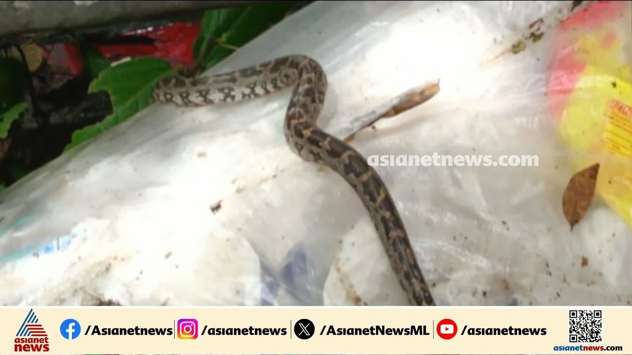 പെരുമ്പാമ്പിനെ ചാക്കിൽ കെട്ടി മാലിന്യത്തിലിട്ട സംഭവം; നടപടി വേണമെന്ന് ഹരിതകർമ്മസേനാം​ഗങ്ങൾ