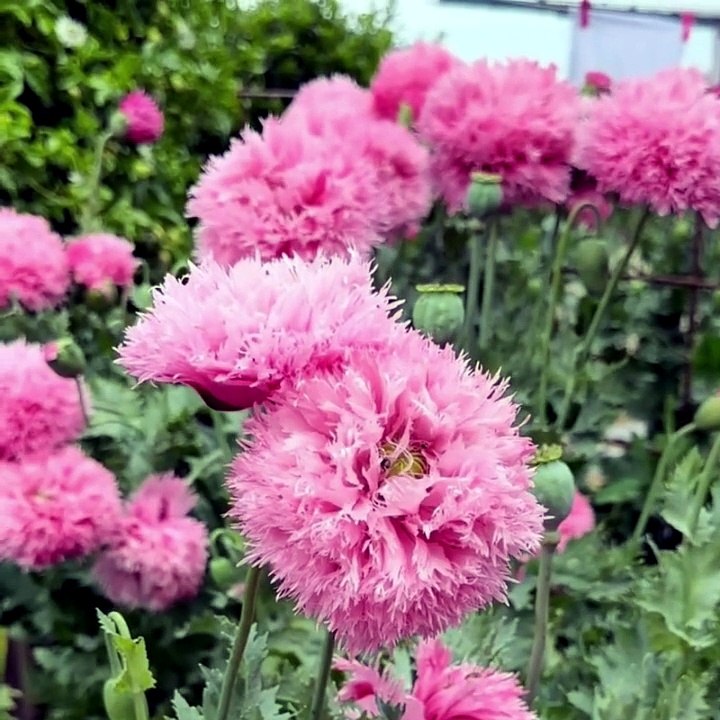 Pink Double Peony Popy Flower