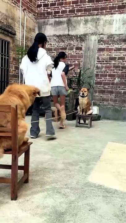 A dog's life isn't a walk in the park, either.