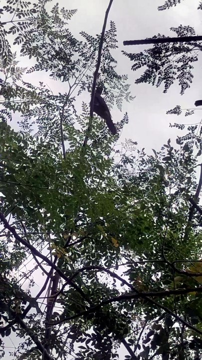 Dove Sitting on a Tree Branch on a Windy Day | Peaceful Nature in Agartala, Tripura 🕊️🌿