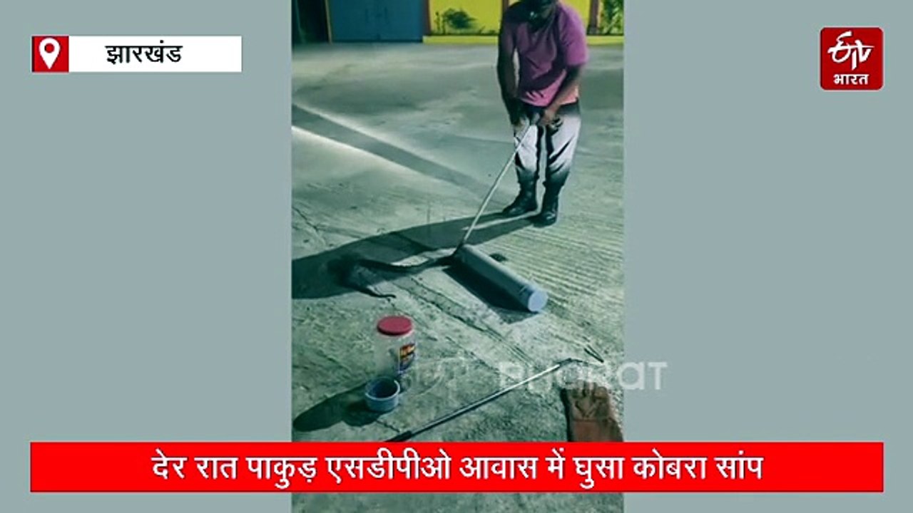 एसडीपीओ आवास में घुसा जहरीला कोबरा, वन विभाग ने मौके से किया रेस्क्यू