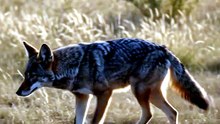 Coyote : The clever desert survivor with unmatched adaptability