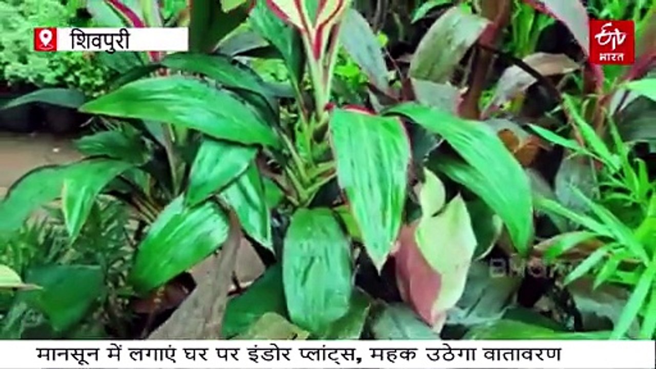 बारिश के सीजन में बालकनी में लगाएं ये इंडोर प्लांट्स, सालभर महकेगा पूरा घर