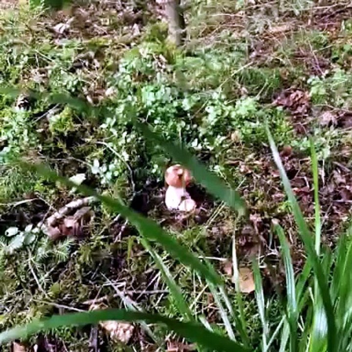 Animals are somewhere there for sure but... look what we found! #nature #naturelover #forest
