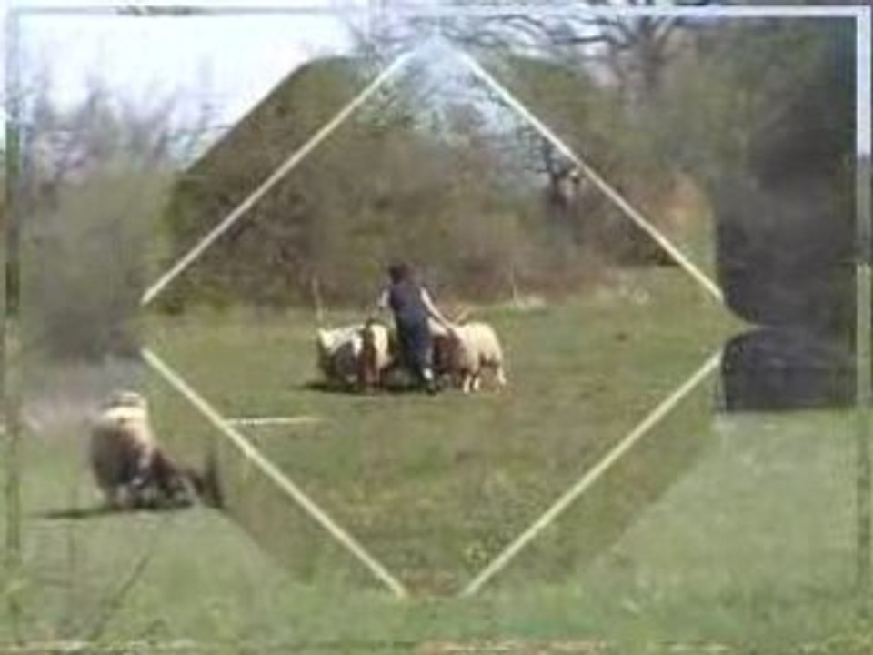 Chelsea, une tornade chez les moutons