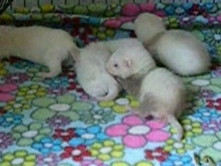 Bébés Flocon 2008 - 5 semaines