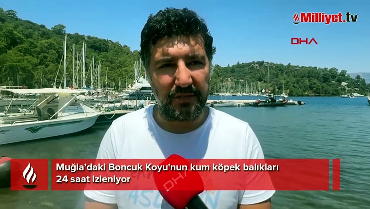 Marmaris'te köpek balığı nöbeti! Turizme kapatıldı, her hareketi izleniyor