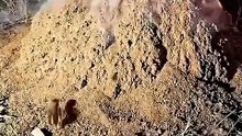 Pouring Molten Metal Into an Ant Hill to Create Metal Scupture Art