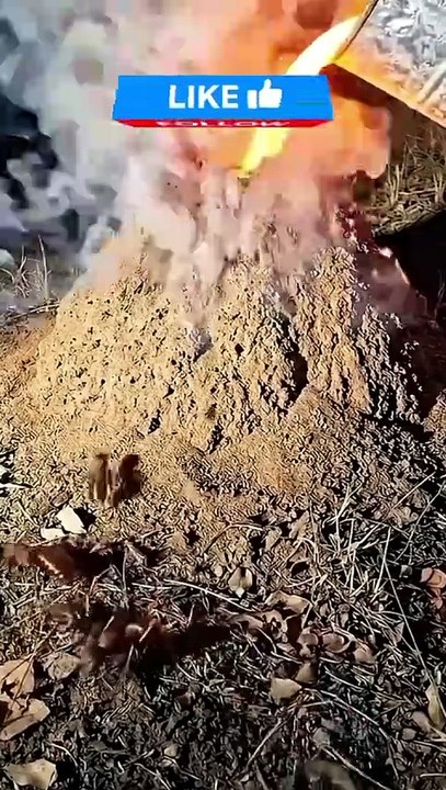 Pouring Molten Metal Into an Ant Hill to Create Metal Scupture Art