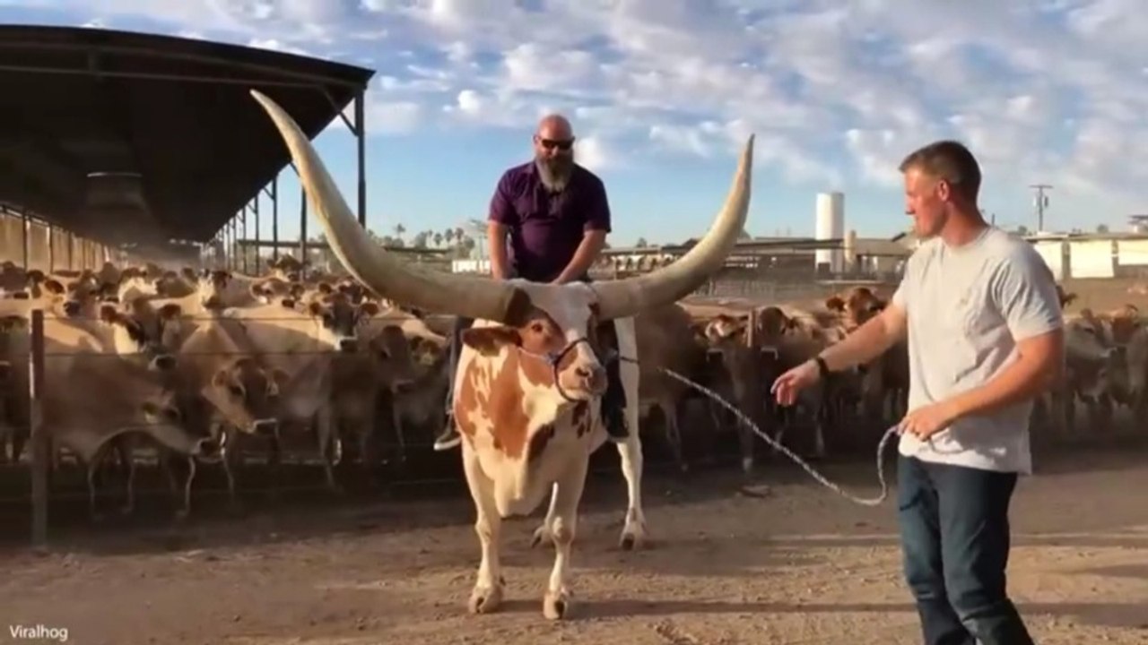 🏆 Funniest Animal Videos  😂 The Funniest Animals on the Internet Right Now