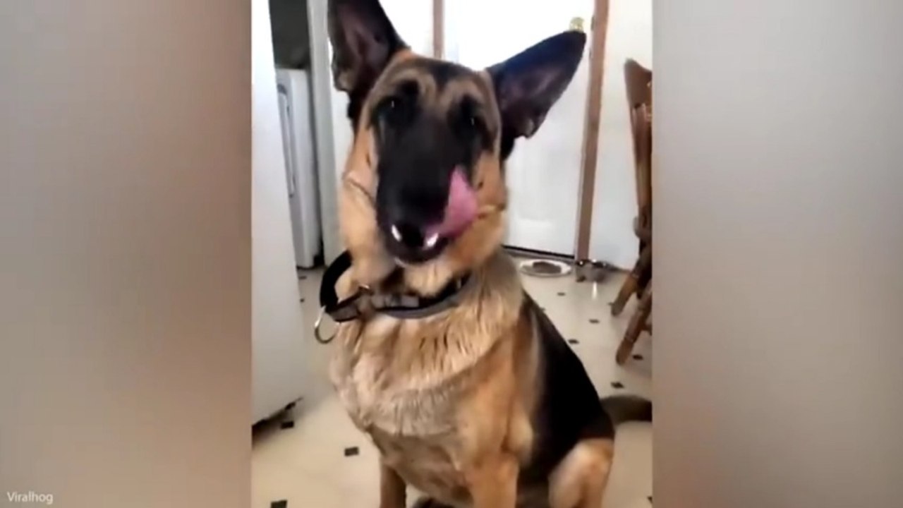 🏆 Funniest German Shepherds in the World 🤣 Best Funny Dog Videos