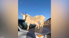 Funniest Animal Videos 2026 😂 Just When You Think Youve Seen It All