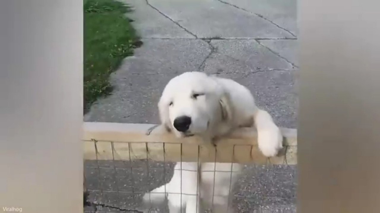 🏆 Funniest Golden Retrievers of All Time 🤣 Best Dog Videos