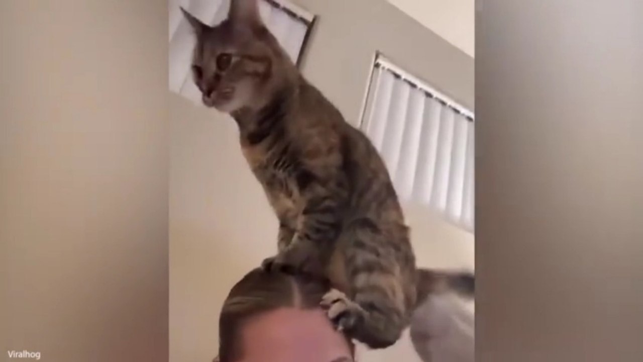 Funniest Animal Videos 2026 😂 When Pets Forget How To Behave