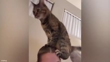 Funniest Animal Videos 2026 😂 When Pets Forget How To Behave