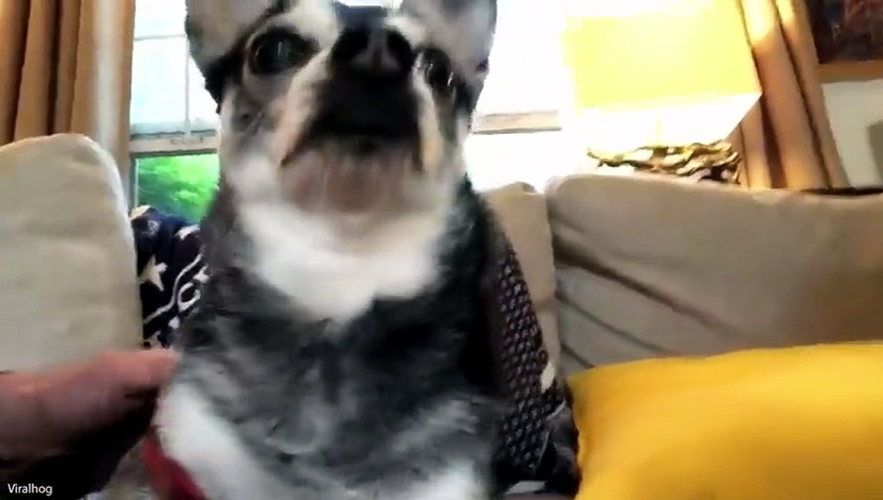 Funniest Animal Videos 😂 When Pets Do the Silliest Things 😹