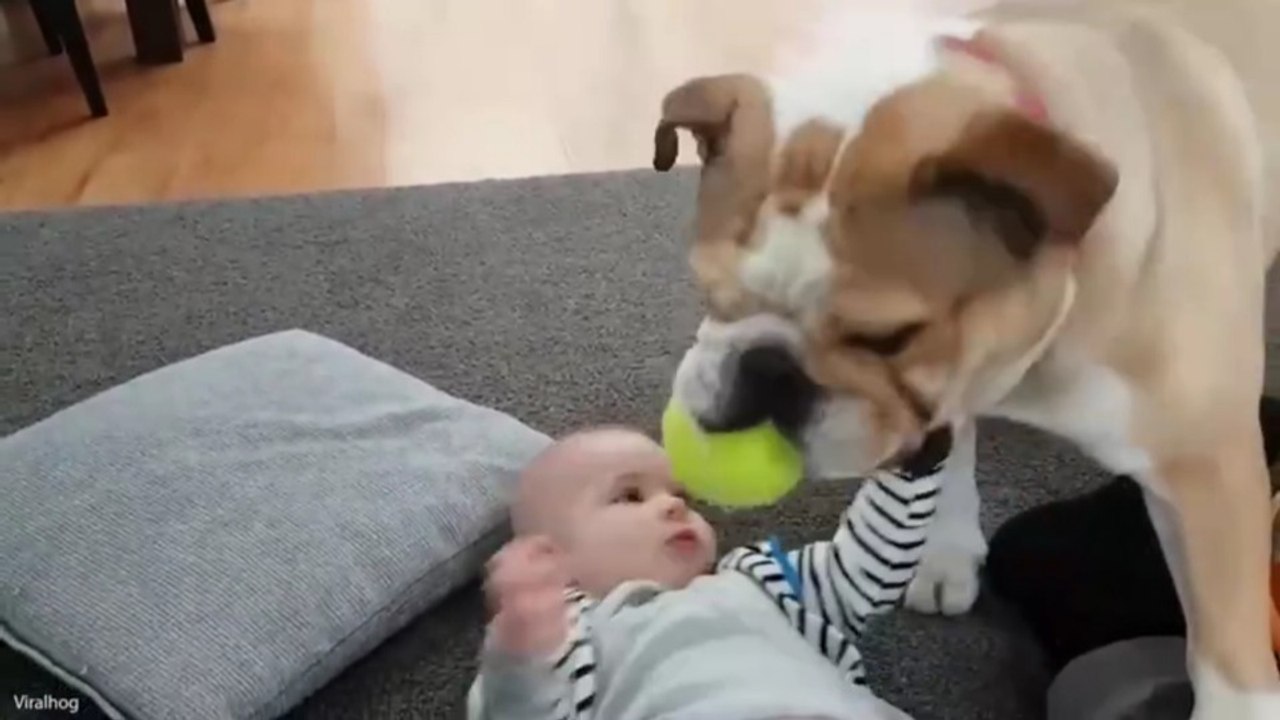 Funniest Animal Videos 2026 😂 Pets Have No Idea How Funny They Are