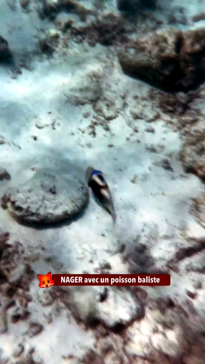 NAGER avec un poisson baliste
