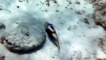 NAGER avec un poisson baliste