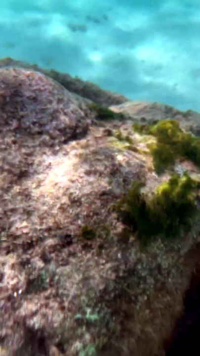 LES JOLIS CORAUX de l'île Plate