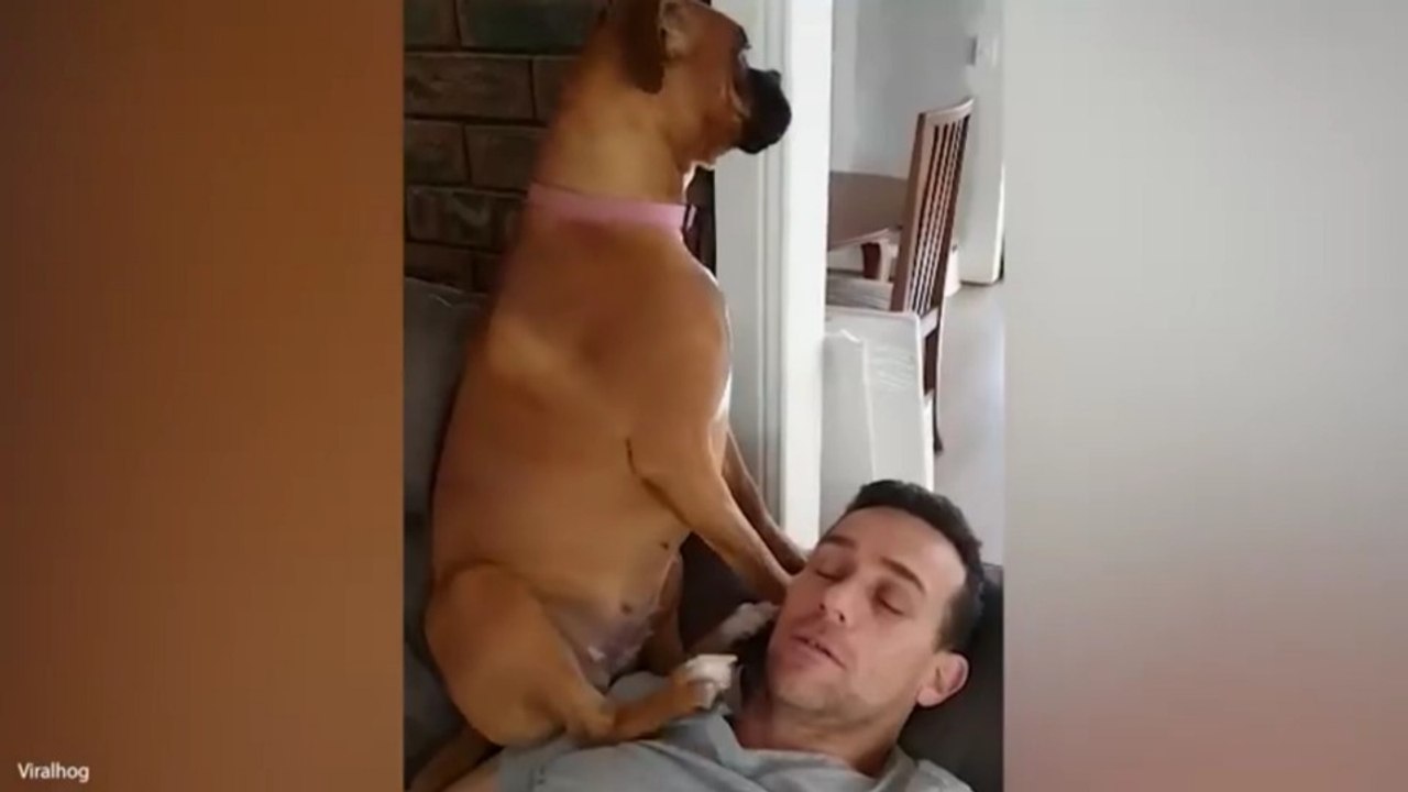 Funniest Dogs On The Internet Right Now 😂 Best Funny Animals 2026