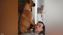 Funniest Dogs On The Internet Right Now 😂 Best Funny Animals 2026