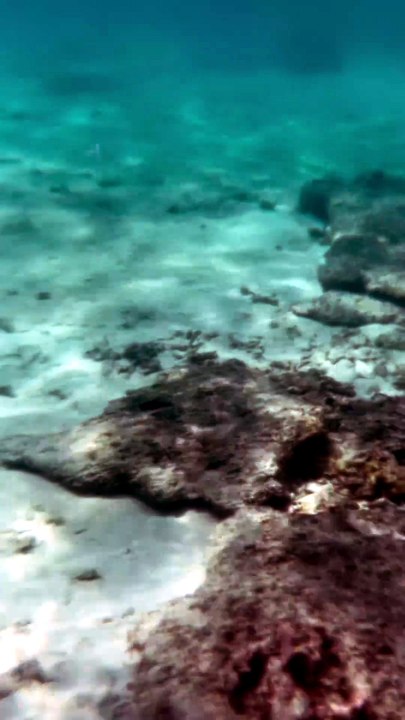 LES FONDS MARINS de l'île Plate